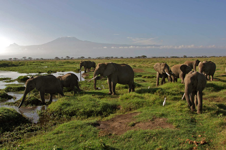 Elephants with Kili in background