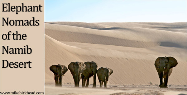 Elephant Nomads of the Namib