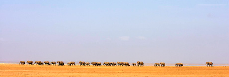 Herd on the horizon