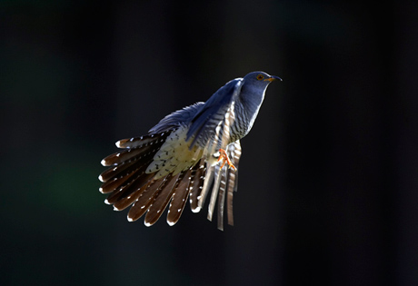 Cuckoo in flight