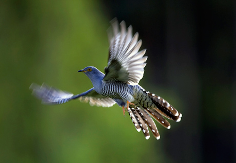 Cuckoo caught in flight