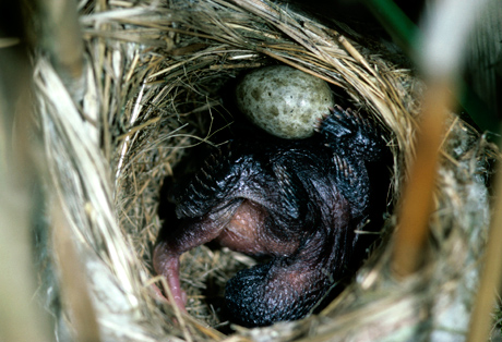 Cuckoo egg in nest