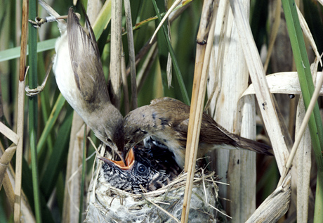 Feeding cuckoo baby