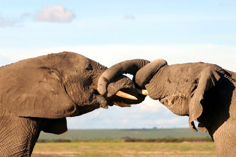 Elephant hug