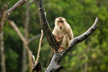 Pig Tailed Monkey