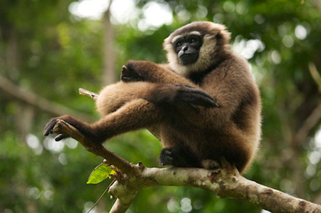 Gibbon in tree
