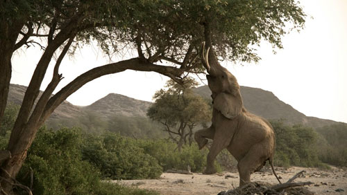 Elephant feeding