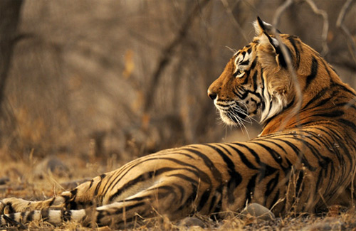 Mike Birkhead Associates - Queen of Tigers