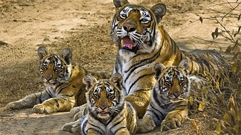 Queen Of Tigers - Tiger With Cubs
