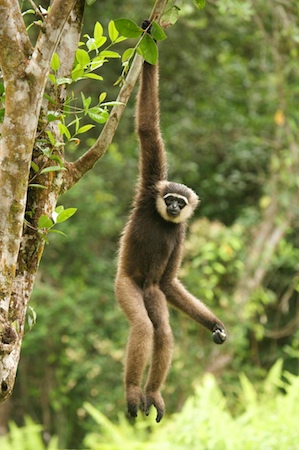 Gibbon hanging