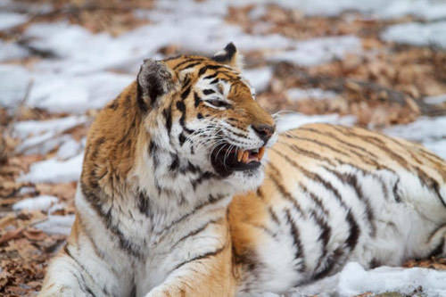 Tiger lying down