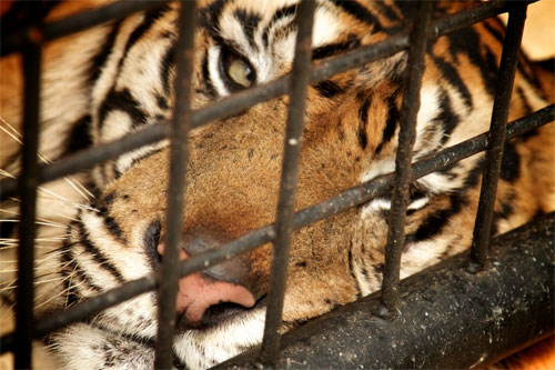 Caged tiger