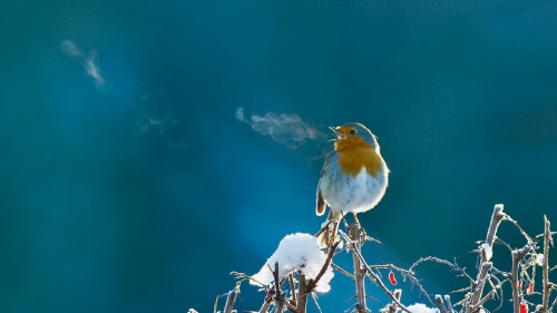 Robin in winter